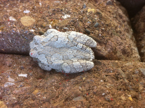 grey treefrog